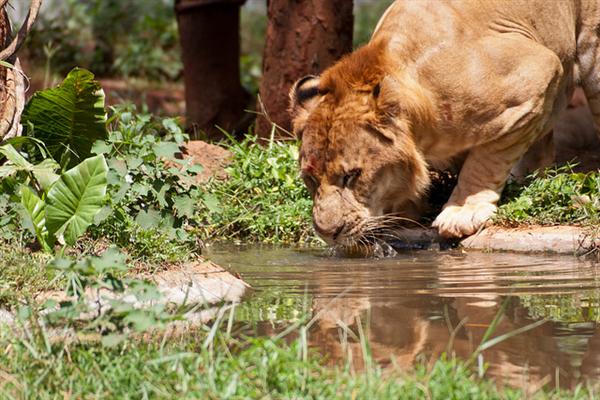 Liger at Sierra Safari zoo is specifically brought for Financial assistance to the zoo.