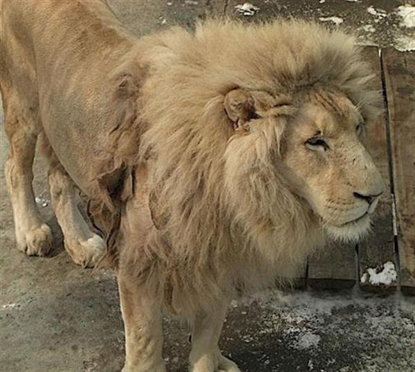 Lions from Africa Weighs around 500 Pounds. 