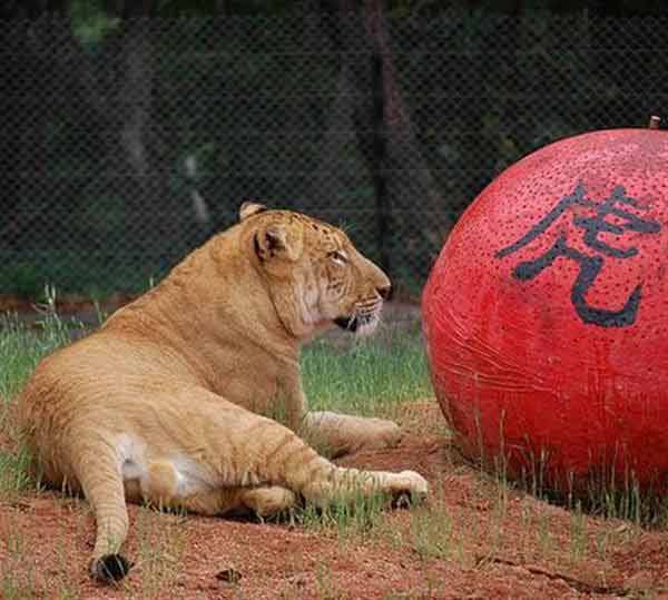 Liger Cub Ping Ping at Hainan Zoo in China.