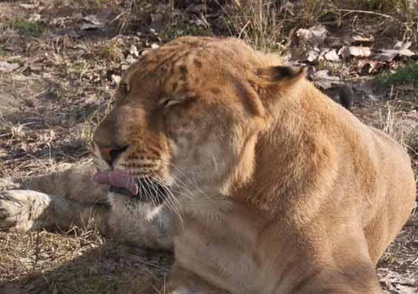 Liger Cubs Birthday. These two ligers were Ping Ping and An An.