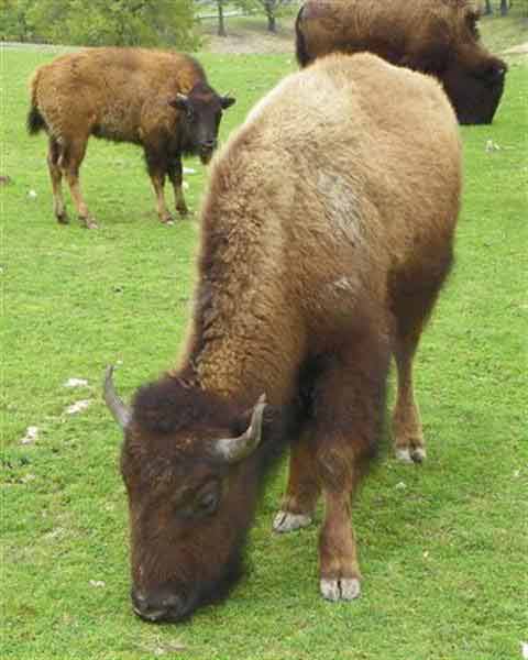 Bison picture. 