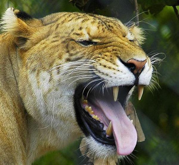 A Curious looking liger in Germany. 