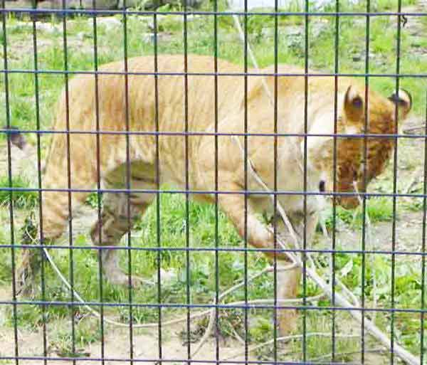 Liger Bison Comparison. 