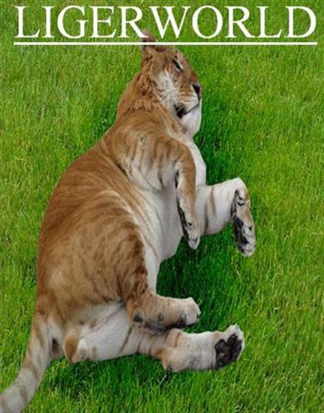 Liger in Gir Forest. 