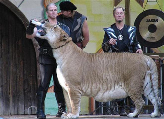 Hercules And Sinbad