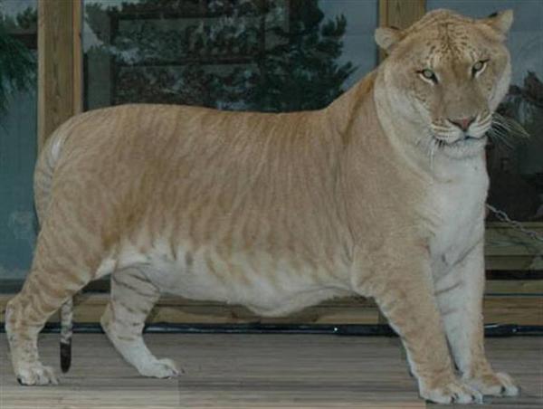 Liger Hercules Standing.