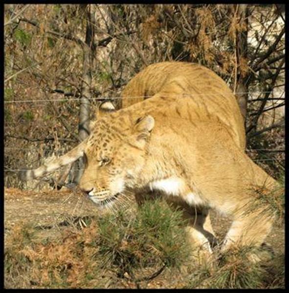 Liger at Korean Republic. There are many Ligers in Korean Republic as well. 