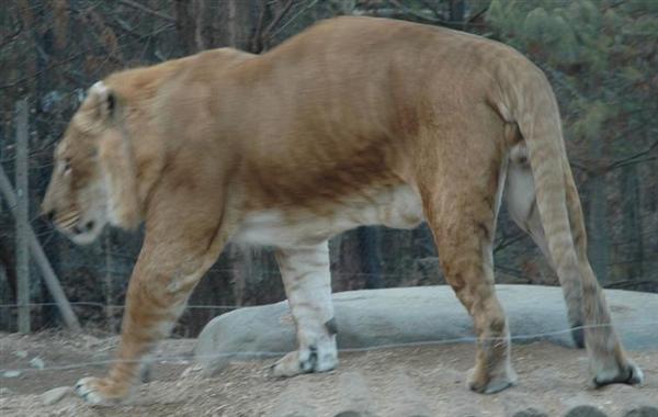 Liger is a powerful big Cat.