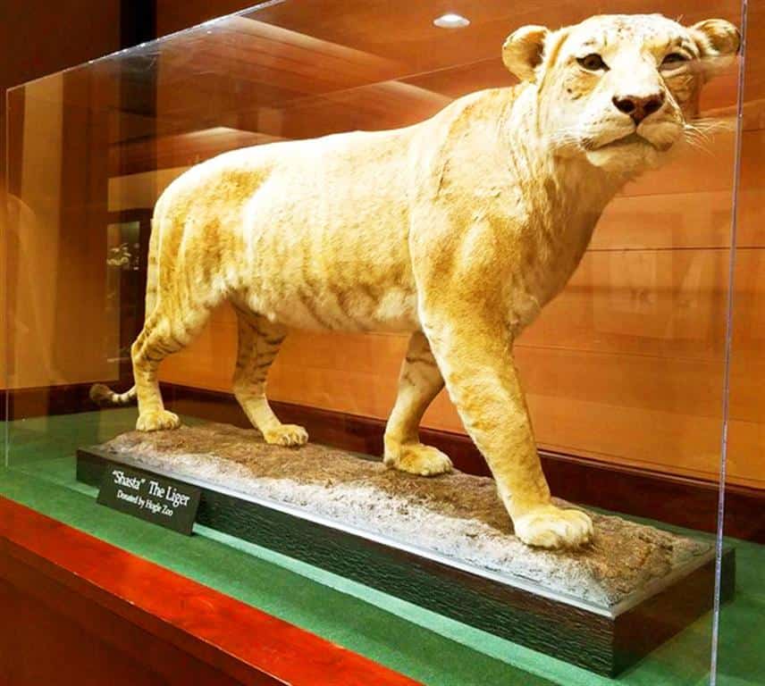 Shasta the liger lived for 24 years.