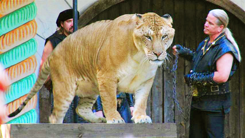 Hercules The Liger