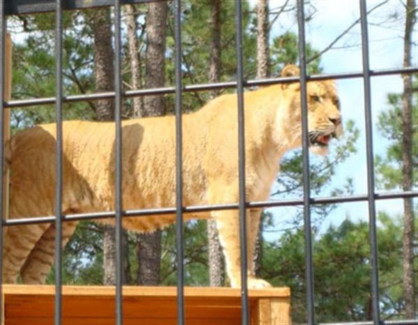 A Liger is smaller than Hippopotamus