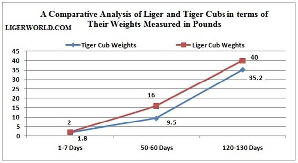 Liger & Tiger Cubs Comprehensive Weight. Weight Comparison. Growth Comparison. 