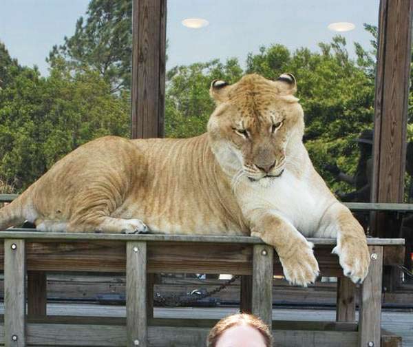 biggest lion in the world ever found