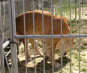 Liger Ariana Weighs 400 Pounds.