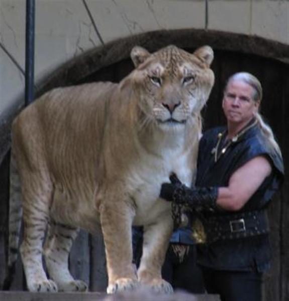 Liger Hercules Never had Blindness or Eyesight Problems.