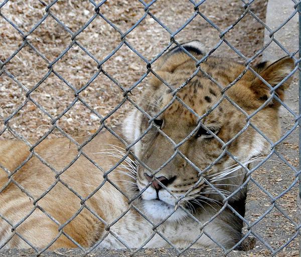 Liger Baby Growth.