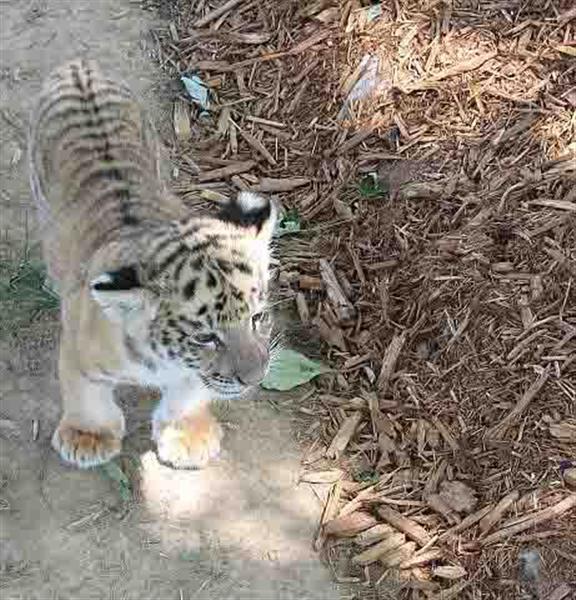 White+liger+cubs