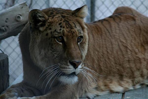 White+liger+cubs