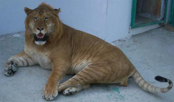 Liger at Harbin Zoo in China. 