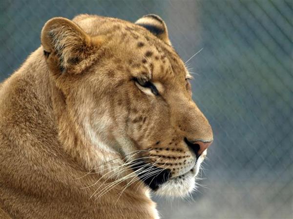 Female Liger