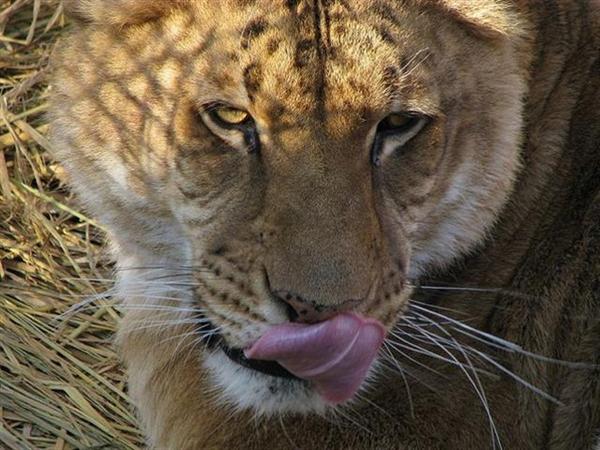 White+liger+cubs