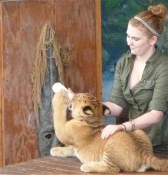 A Hungry Liger Cub being fed on a Milk. 