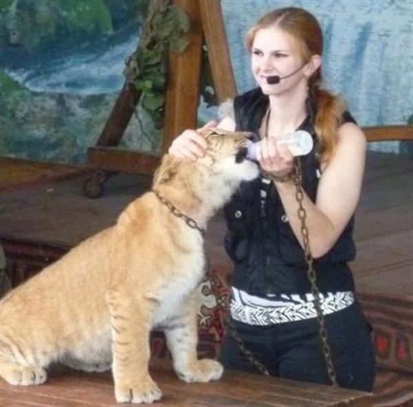 Liger Cub loves milk