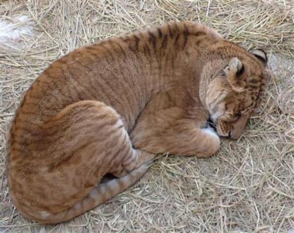 [Image: liger-cub-sleeping.jpg]