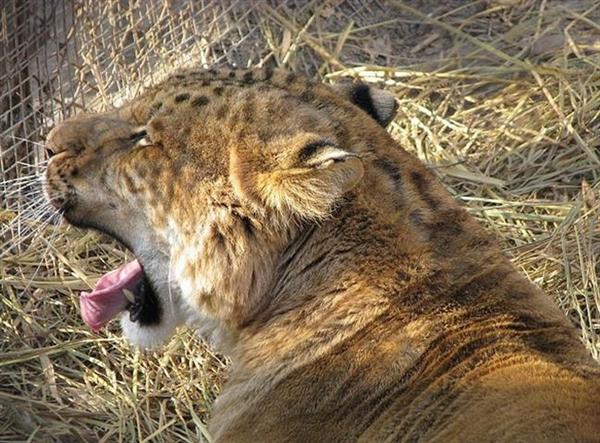 Big Cat Cubs