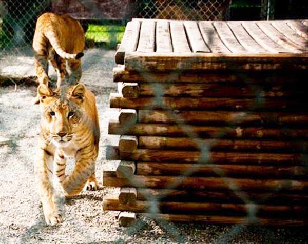 Liger Cubs Socialize with Other Animals and Human Beings.