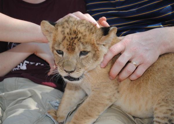 lion liger babies