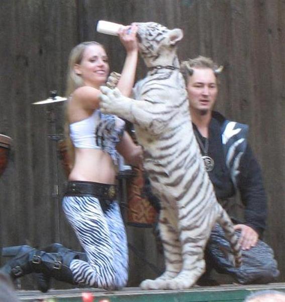 White Tiger Cubs Weight.