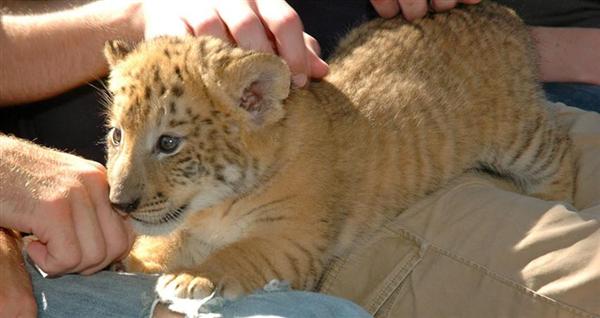 Liger Cubs have high mortality