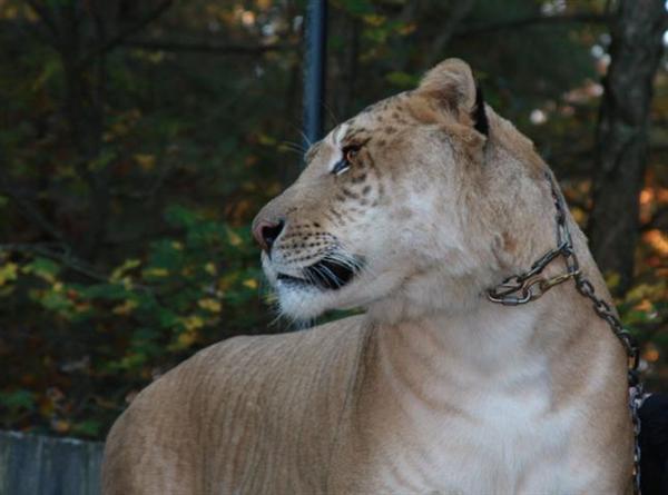 Liger einem Blick auf Menschenmenge