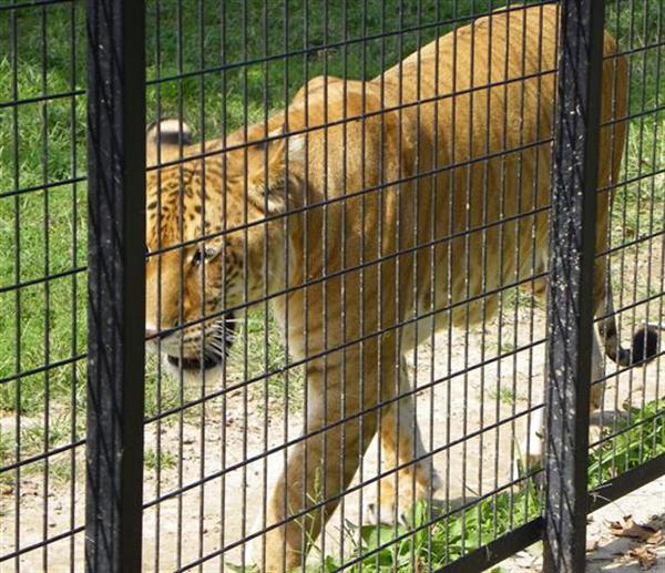 Liger from Germany Deutschland. 