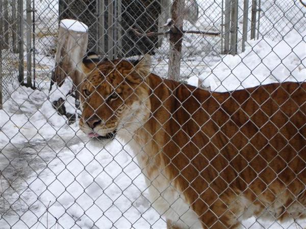 Liger at a German Zoo.