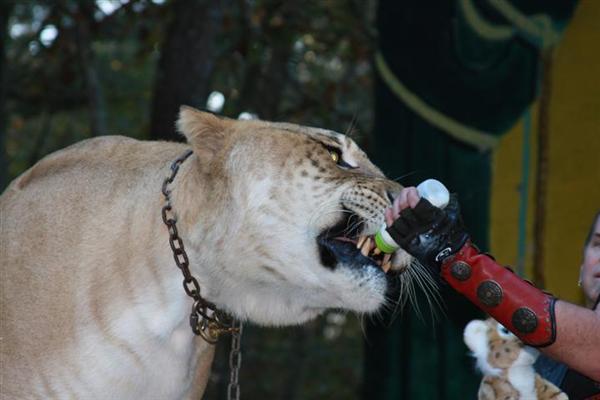 liger konzentrierte sich auf Milch zeigen