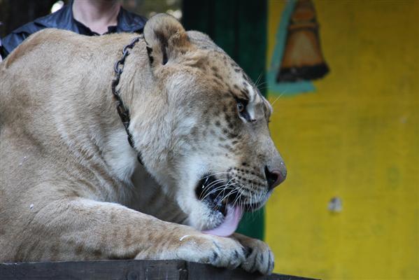 Liger leckt seine Pfoten