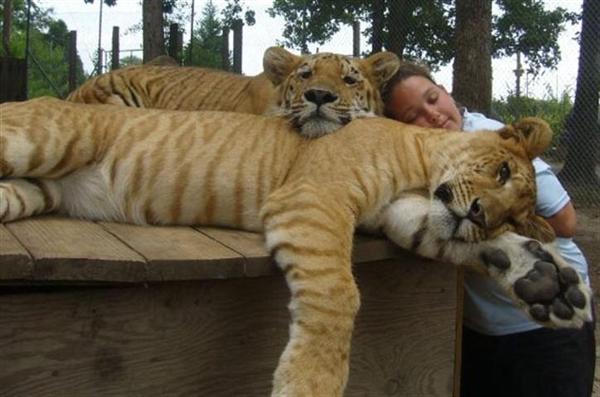 Liger ruht mit ihrem Meister.