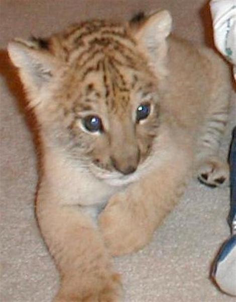 cute baby ligers