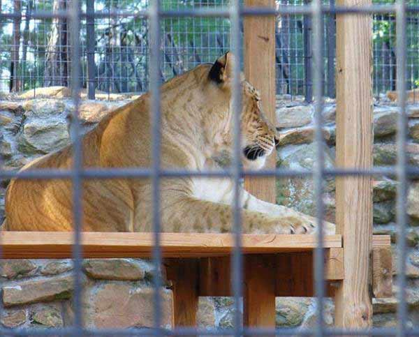 Liger Genetic Composition. Ligers have X and Y Chromosomes.