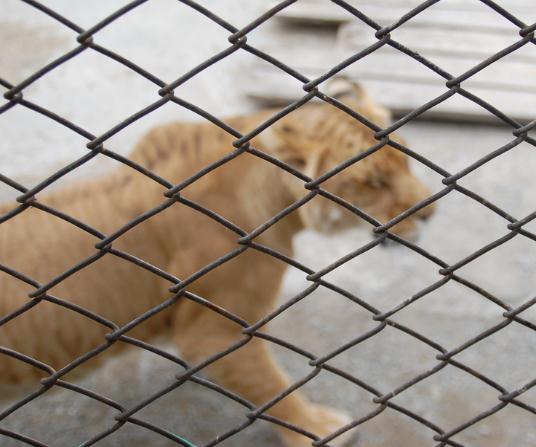 Liger Gobi age is around 16 years.