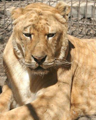 Liger Gobi at an animal Sanctuary.