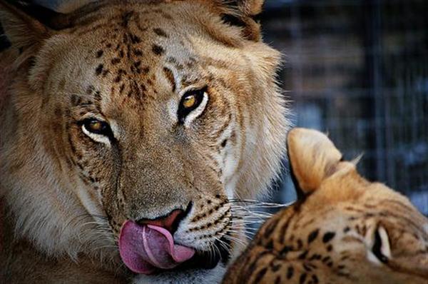 Ligers History from Gir Forest is also very important for their origin.