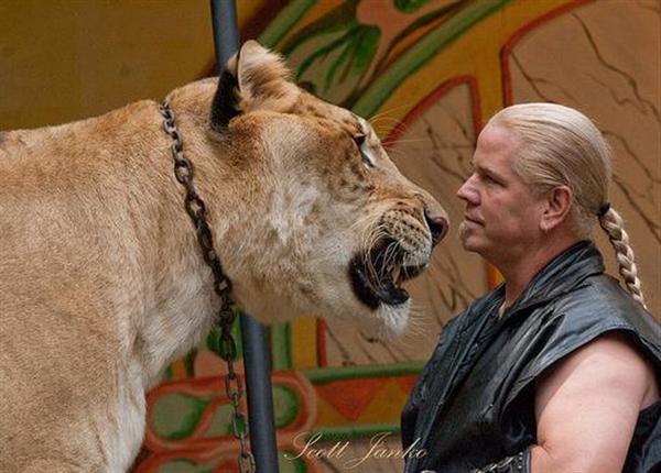 Wild Liger History can be traced within Singaporean literature or at Gir forest of India.