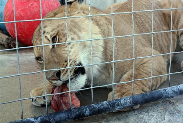 Liger Illegal and Tiger Saving Strategy May never work. 