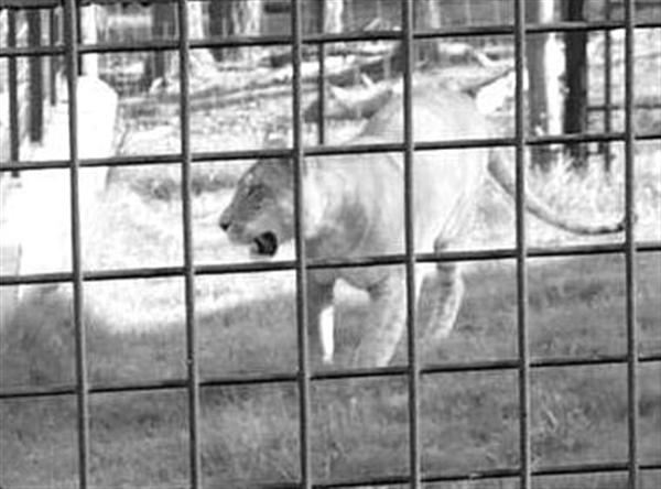 Liger in Japan. 