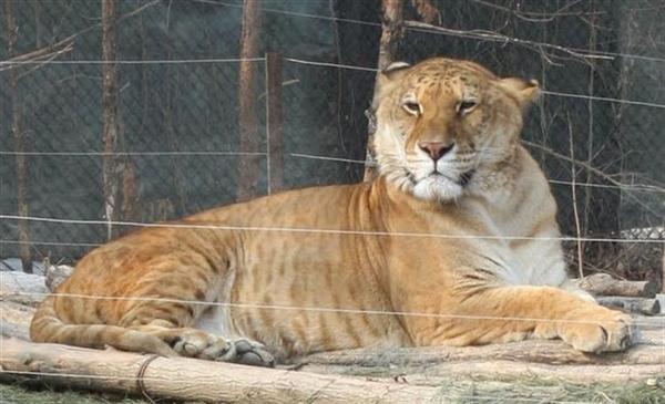 A Korea Liger Resting at its enclosure.