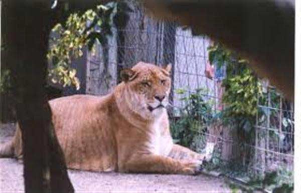 Liger Nook Weighed 1400 Pounds. 