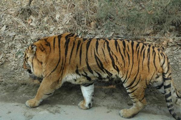 tiger and lion mixed together